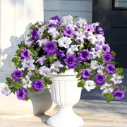 Yastouay 2pcs Petunias Artificial Flowers for Outdoor, UV Resistant Fake Flowers for Planter, Purple White Faux Flower for Garden Balcony Yard Porch