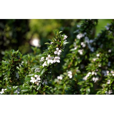 Live Cherry Blossom Serissa Bonsai Tree – 2.5” Pot, Perfect For Fairy Garden Or Houseplant