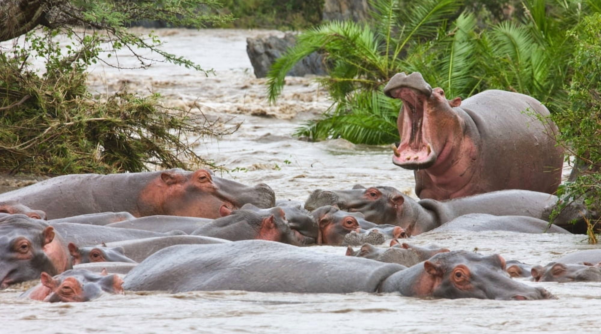 Yawning Hippo (Hippopotamus Amphibius) Serengeti National Park Tanzania Africa Canvas Art - Carson Ganci Design Pics (20 x 11)