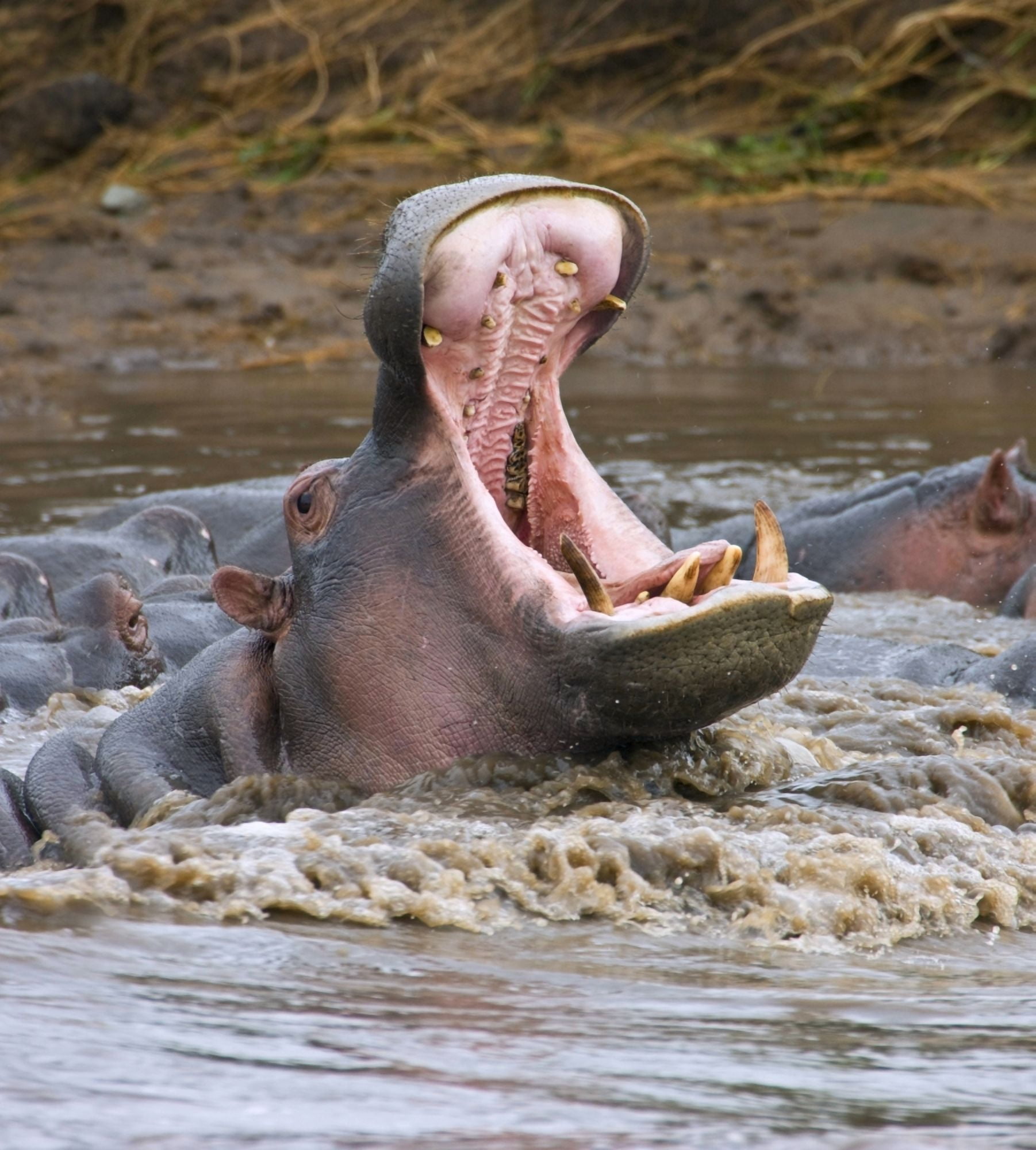 Yawning Hippopotamus (Hippopotamus Amphibius) At Serengeti National Park Tanzania Canvas Art - Carson Ganci Design Pics (14 x 16)