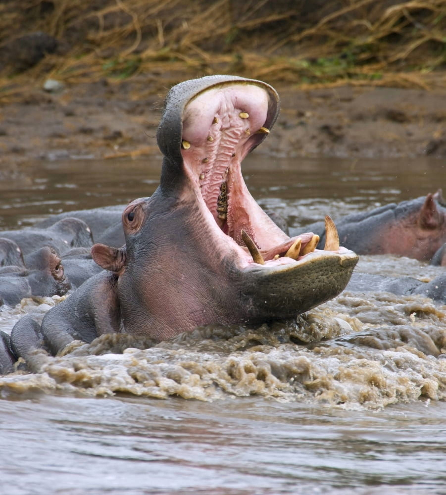 Yawning Hippopotamus (Hippopotamus Amphibius) At Serengeti National Park Tanzania Canvas Art - Carson Ganci  Design Pics (28 x 32)
