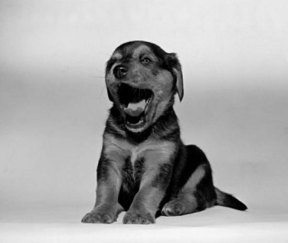 Yawning puppy portrait Canvas Art - (18 x 24)