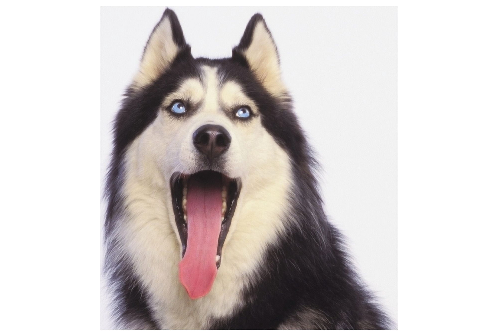 Yawning siberian huskyBritish columbia canada Canvas Art - Thomas Kitchin & Victoria Hurst Design Pics (18 x 12)