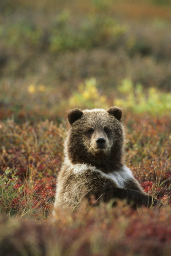 Yearling Brown Bear Cub Sits In Autumn Tundra In Ak Fall Denali Np Canvas Art - Harry M Walker Design Pics (11 x 17)