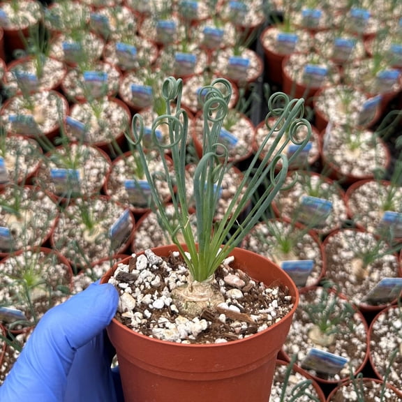 Yellow Albuca Plant Frizzle Sizzle Plant Live Curly Grass Corkscrew Albuca Rare Succulent Plants, 4" Pot