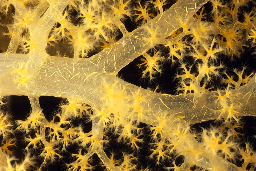 Yellow Alcyonarian Coral With Bundles Of Sclerites Close-Up Canvas Art - Dave Fleetham Design Pics (38 x 24)
