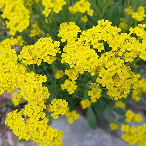 Yellow Alyssum Seeds BasketofGold, Gold Dust, Golden Tuft Perennial
