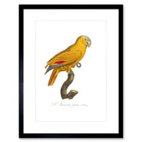 Yellow Amazon Bird Art Print Framed Poster Wall Decor 9x7 inch