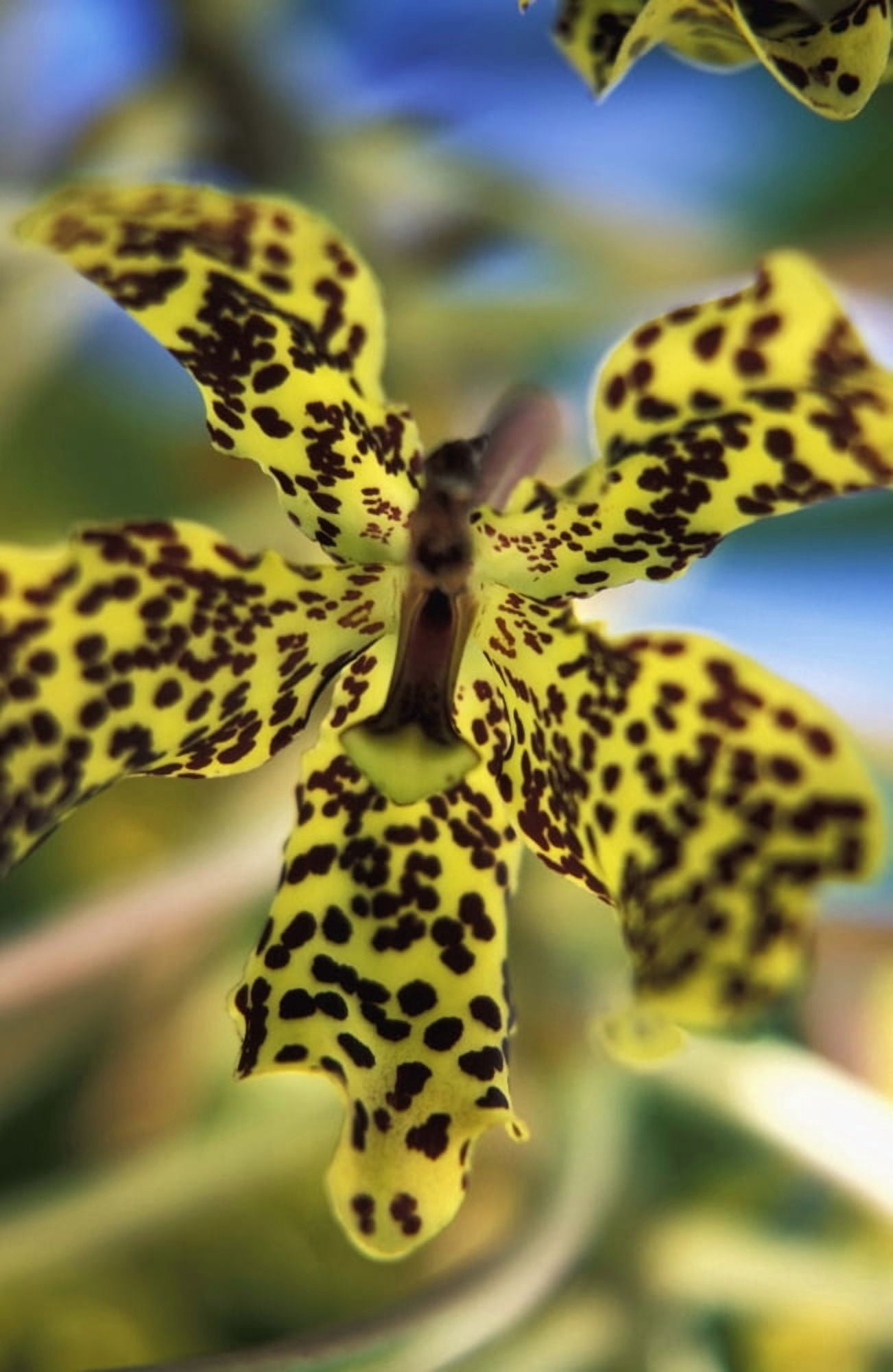Yellow And Black Spotted Orchid Canvas Art - Joe Beynon Design Pics (22 x 34)