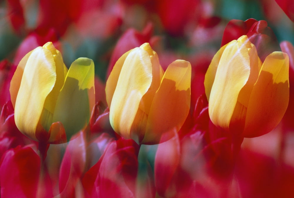 Yellow And Red Tulip Blooms Canvas Art - Natural Selection Craig Tuttle Design Pics (36 x 24)