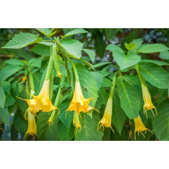 Yellow Angel Trumpet Fragrant, Tropical Flowering Plant