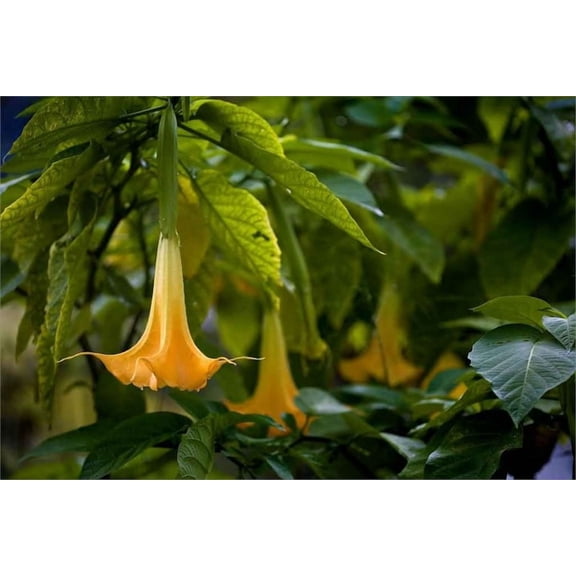 Yellow Angel Trumpet Fragrant, Tropical Flowering Plant
