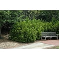 thumbnail image 1 of Yellow Anise Plant  10 Live Plants  Illicium Parviflorum  Fragrant Foliage  Evergreen Shrub  Star Anise Aromatic Ornamental, 1 of 9