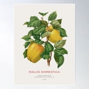 Malus Domestica