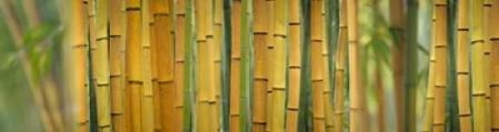 Yellow Bamboo Scape Canvas Art - Cora Niele (12 x 36)
