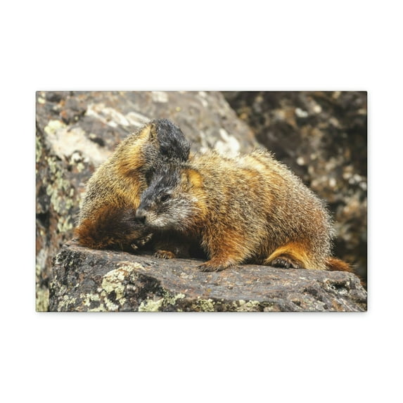Yellow Bellied Marmot Couple Yellow Bellied Marmot Couple Print Animal Wall Art Wildlife Canvas Prints Wall Art Ready to Hang Unframed