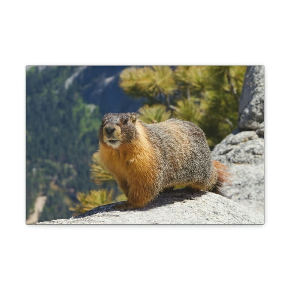 Yellow Bellied Marmot on a Ridge Near Yosemite Falls Print Animal Wall Art Wildlife Canvas Prints Wall Art Ready to Hang Unframed