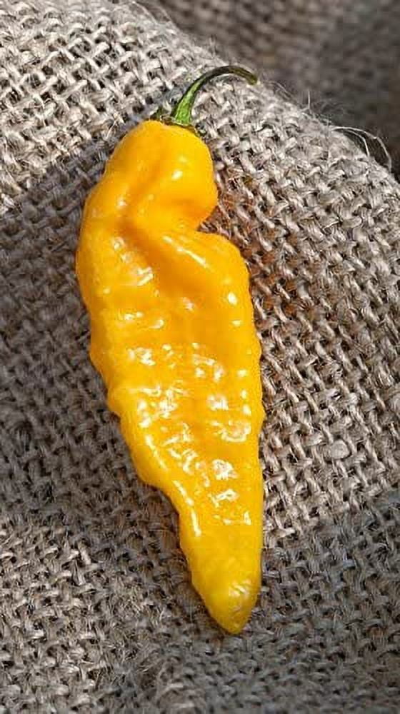 Yellow Bhut Jolokia Heirloom Ghost Pepper Premium Seeds Packet ...