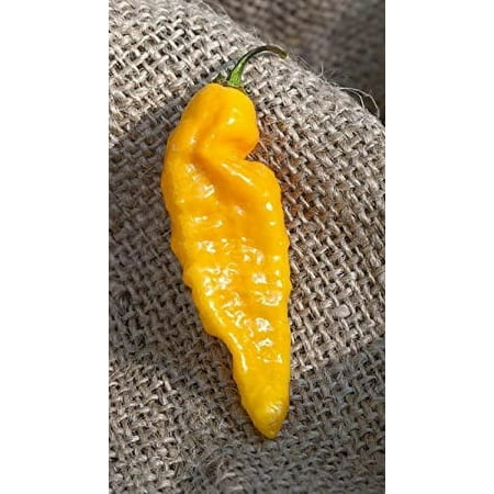 Yellow Bhut Jolokia Heirloom Ghost Pepper Premium Seeds Packet