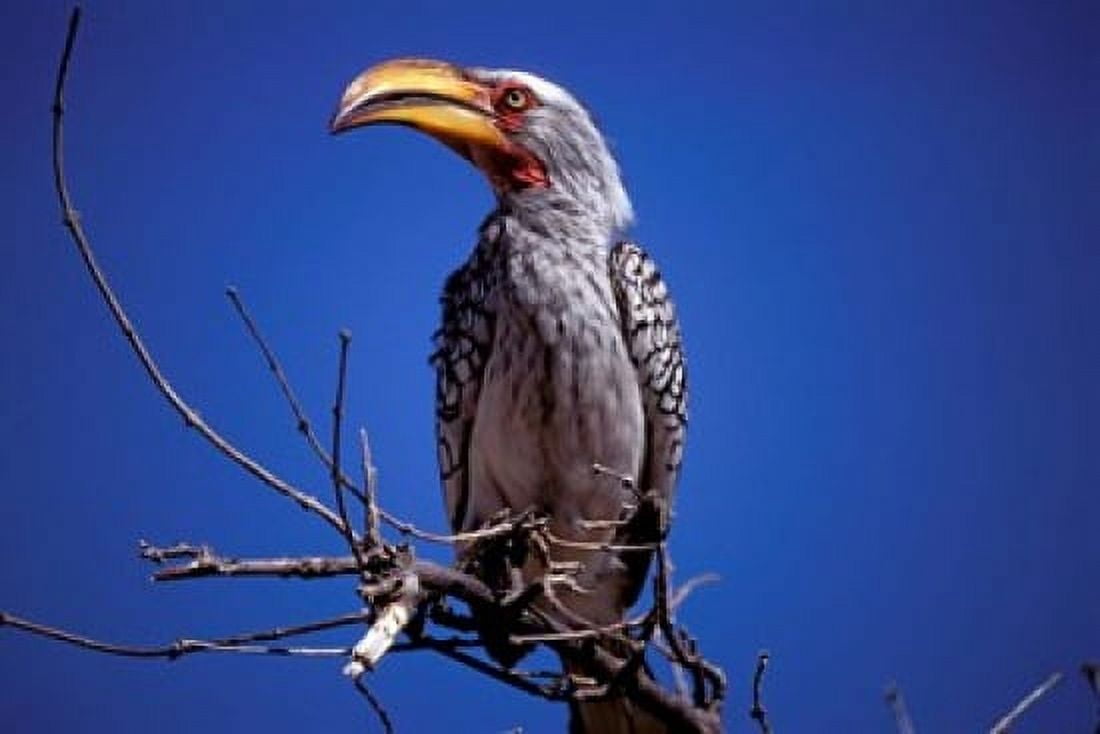 Yellow-Billed Hornbill Tarangire Tanzania Canvas Art - Marilyn Parver DanitaDelimont (36 x 24)