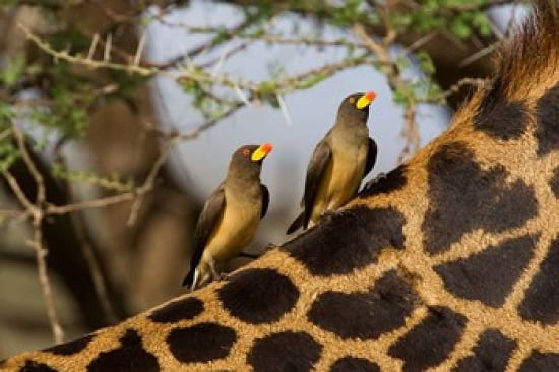 Yellow-Billed Oxpeckers on the Back of a Giraffe Tanzania Canvas Art - Charles Sleicher DanitaDelimont (36 x 25)