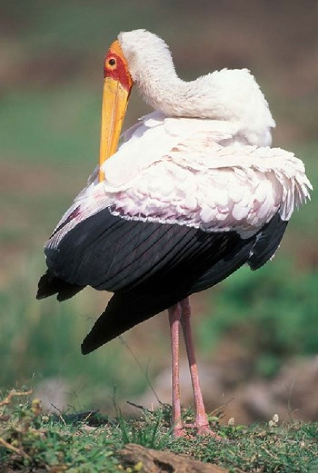 Yellow-Billed Stork Grooming Masai Mara Game Reserve Kenya Canvas Art - Paul Souders DanitaDelimont (12 x 17)