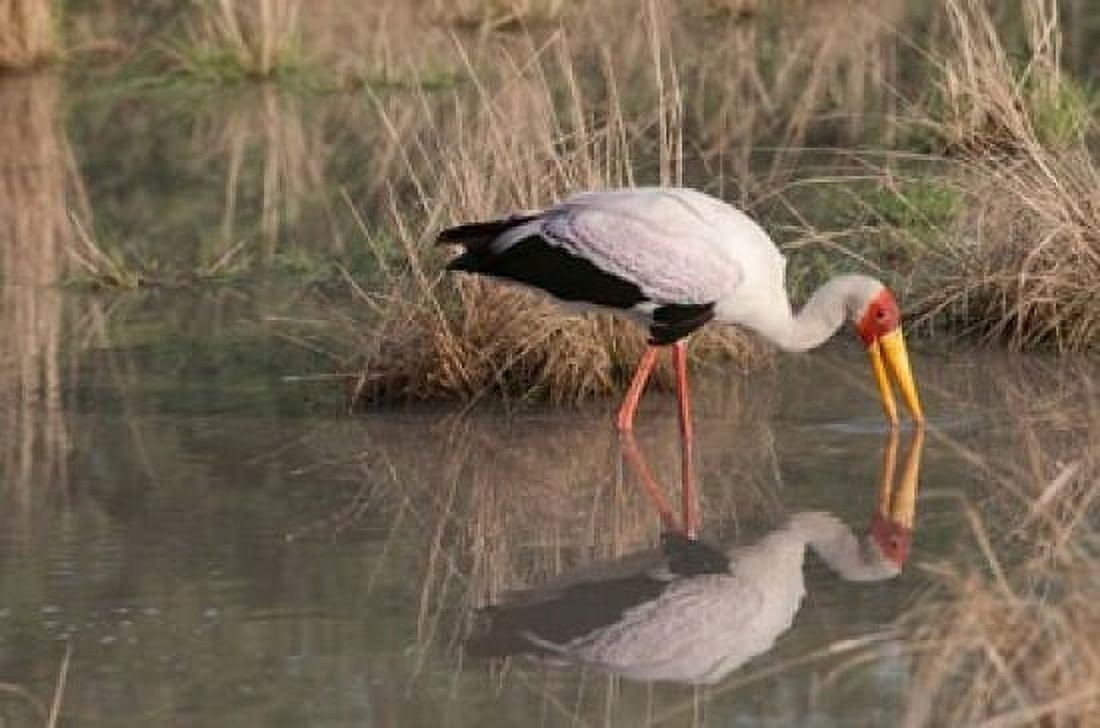 Yellow-Billed Stork Kwara Botswana Canvas Art - Jan & Stoney Edwards DanitaDelimont (29 x 19)