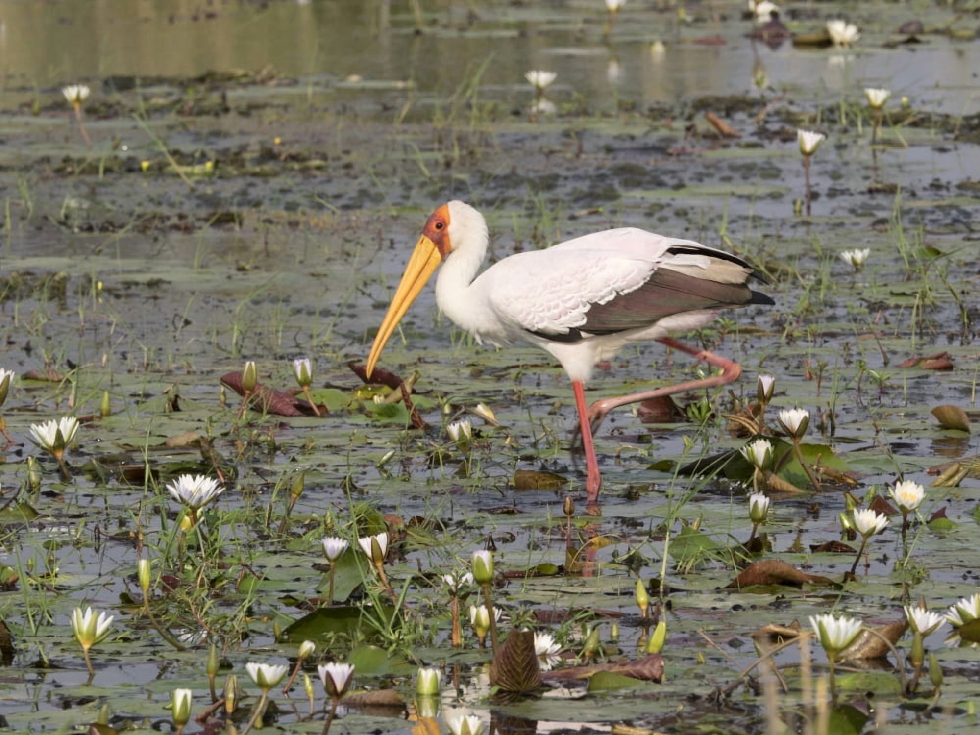 Yellow-Billed Stork (Mycteria ibis) in a pond Okavango Delta Ngamiland Botswana Canvas Art - Panoramic Images (12 x 16)