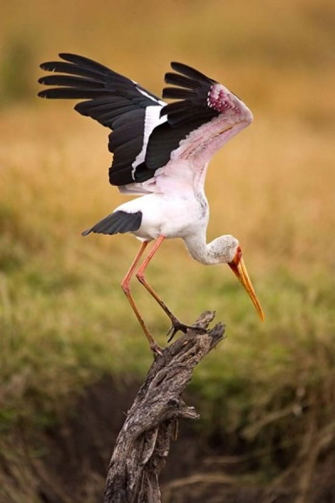 Yellow-Billed Stork Readying for Flight Maasai Mara Kenya Canvas Art - Joe Restuccia III DanitaDelimont (18 x 24)