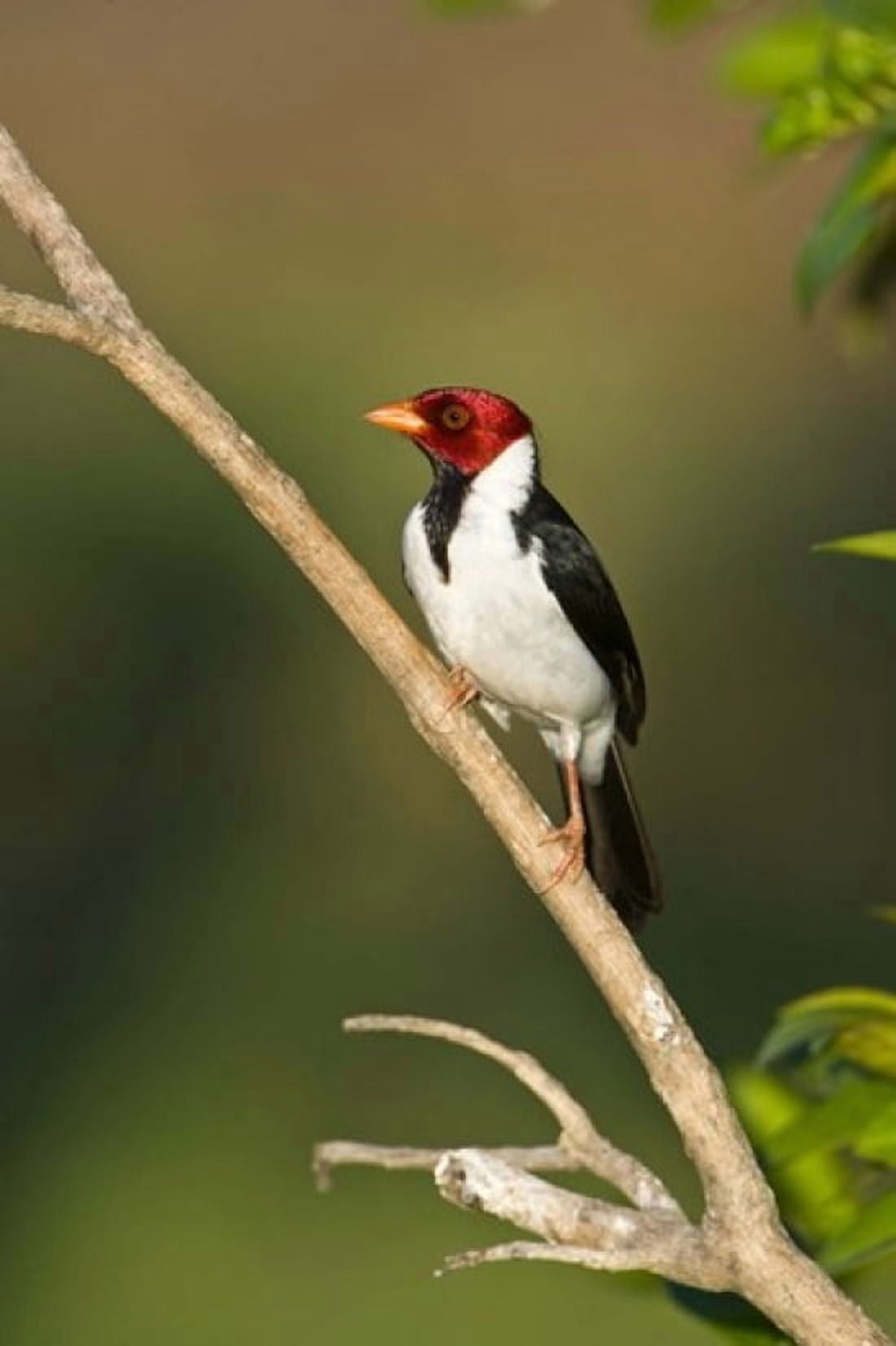 Yellow-Billed cardinal on a branch Three Brothers River Meeting of the Waters State Park Pantanal Wetlands Brazil Canvas Art - Panoramic Images (16 x 24)