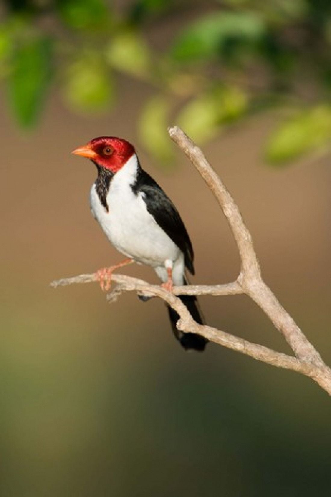 Yellow-Billed cardinal on a branch Three Brothers River Meeting of the Waters State Park Pantanal Wetlands Brazil Canvas Art - Panoramic Images (24 x 36)