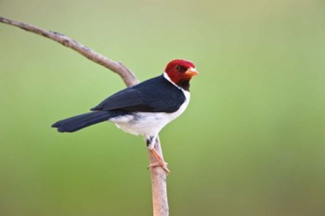 Yellow-Billed cardinal on a branch Three Brothers River Meeting of the Waters State Park Pantanal Wetlands Brazil Canvas Art - Panoramic Images (36 x 24)