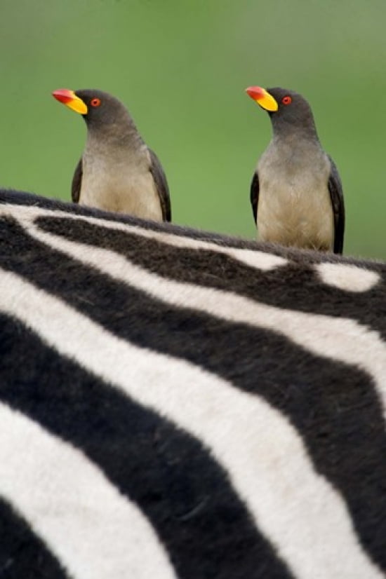 Yellow-Billed oxpeckers (Buphagus africanus) on top of a zebra Ngorongoro Crater Ngorongoro Tanzania Canvas Art - Panoramic Images (16 x 24)