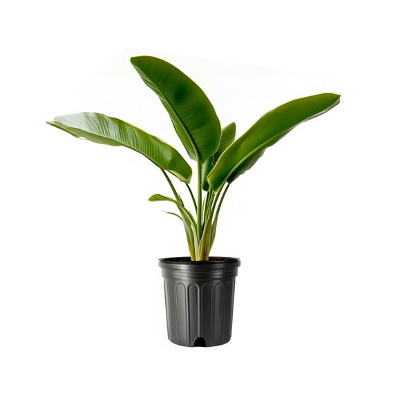 Yellow Bird of Paradise | 1 Large Gallon Size Pot | Caesalpinia gilliesii | Bright Tropical Plants for Garden Design and Home Decor | Vibrant Foliage