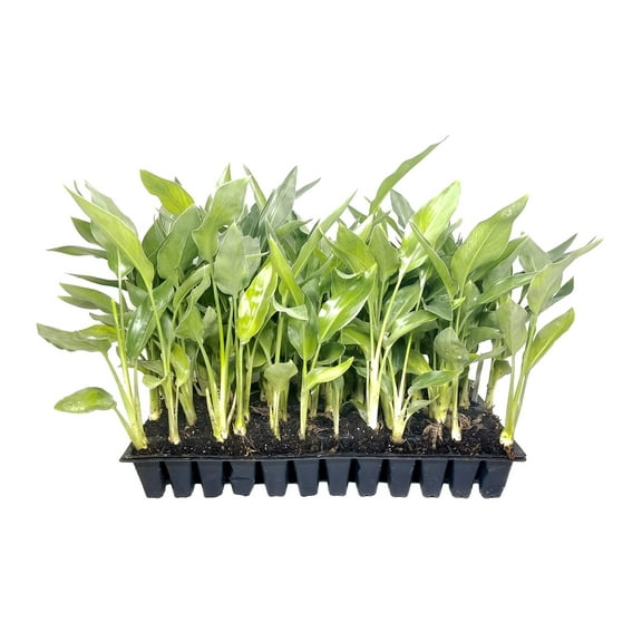 Yellow Bird of Paradise  10 Live Plants  Mandela's Gold  Strelitzia Reginae  Beautiful Rare Foliage Specimen