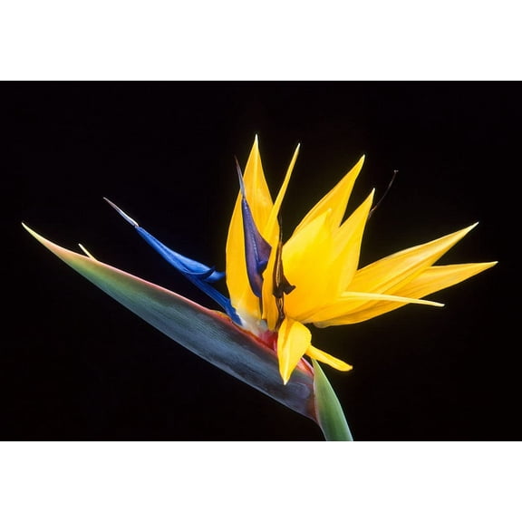 Yellow Bird of Paradise Flower Seeds - 5 Seeds to Grow - Great Indoor Tropical Plant or Bonsai - Strelitzia Reginae