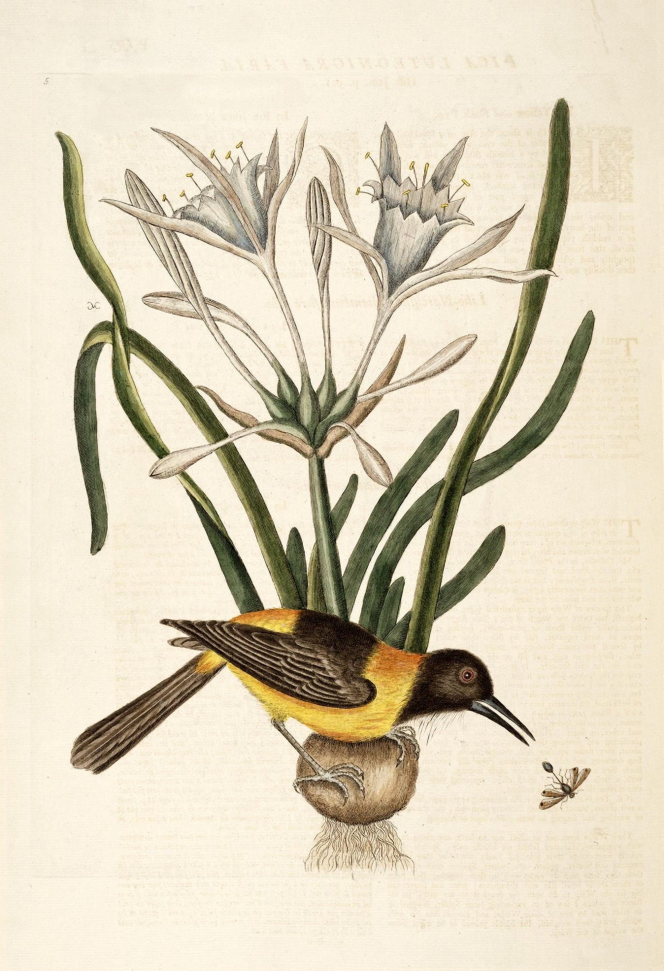 Yellow & Black Pye Canvas Art - Mark Catesby (18 x 24)