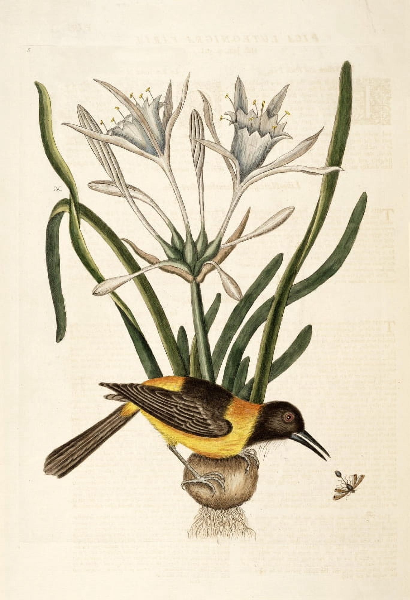 Yellow & Black Pye Canvas Art - Mark Catesby (24 x 36)