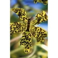 thumbnail image 1 of Yellow & Black Spotted Orchid Poster Print - 11 x 17, 1 of 1