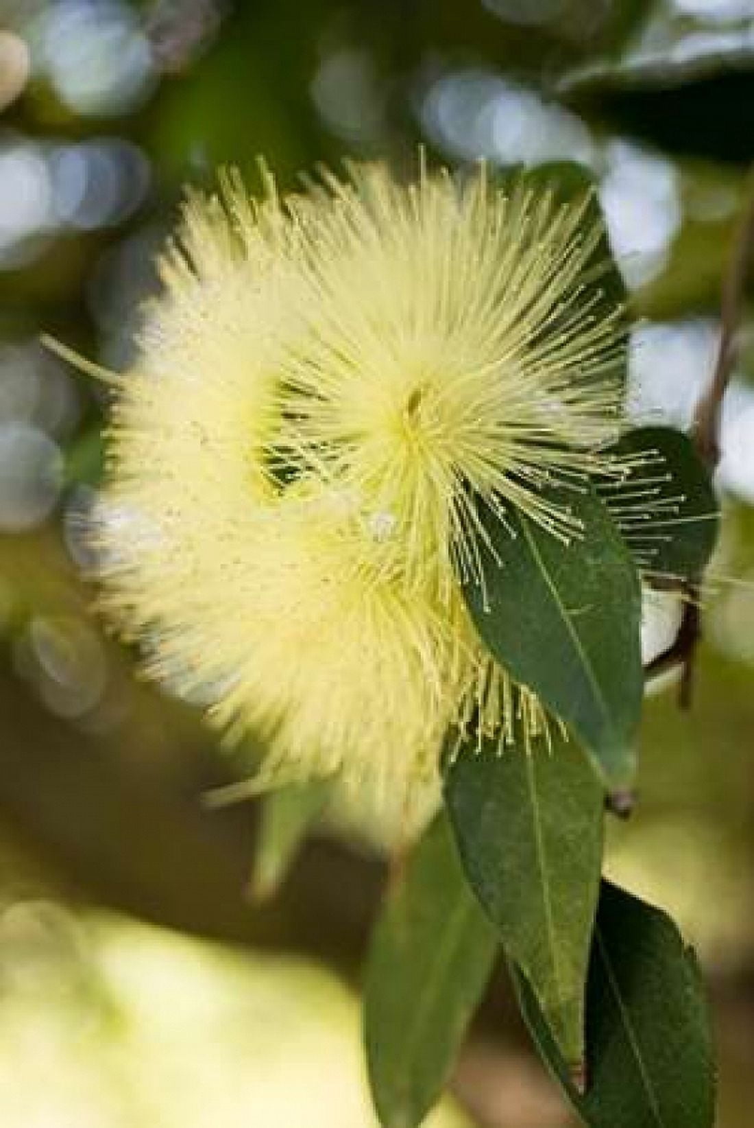 Yellow Blossom Canvas Art - Erin Berzel (24 x 36)