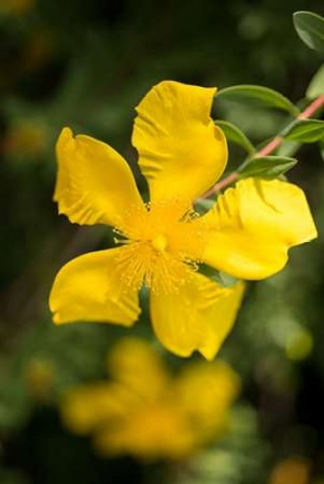 Yellow Blossom Canvas Art - Erin Berzel (24 x 36)