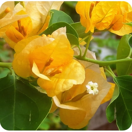 Yellow Bougainvillea - Everblooming - Indoors/Outdoors/Patio - 4" Pot