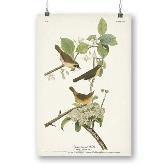 Yellow-Breasted Warbler Poster - John James Audubon Designs,