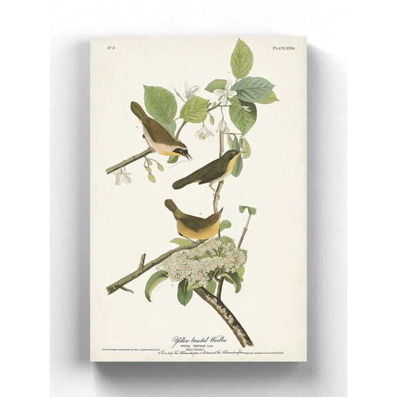 Yellow-Breasted Warbler Wrapped Canvas -John James Audubon Designs,