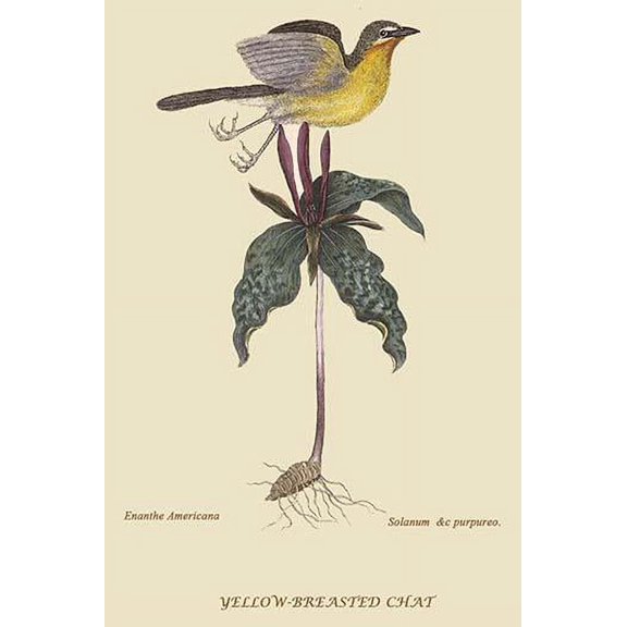 Yellow Breatsed Chat-Fine Art Canvas Print (20" x 30")