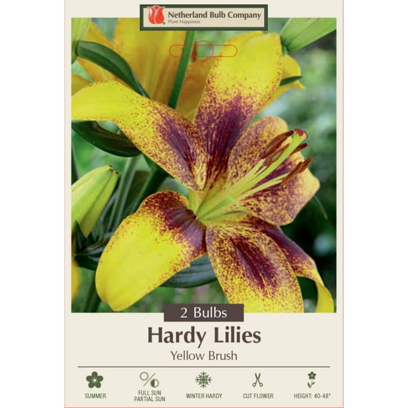 Yellow Brush Tiger Lily - Asiatic Hybrid - 2 Bulbs 14/16 cm