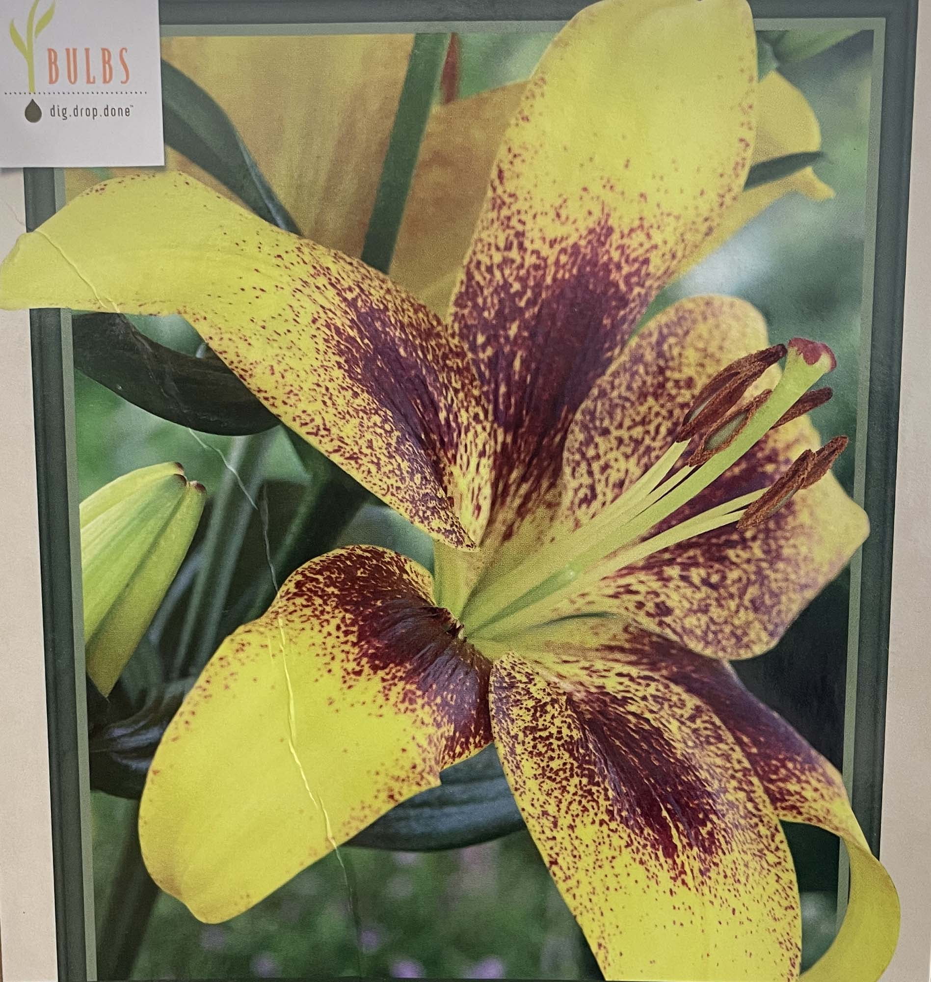 Yellow Brush Tiger Lily - Asiatic Hybrid - 2 Bulbs 14/16 cm