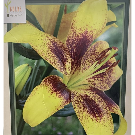 Yellow Brush Tiger Lily - Asiatic Hybrid - 2 Bulbs 14/16 cm