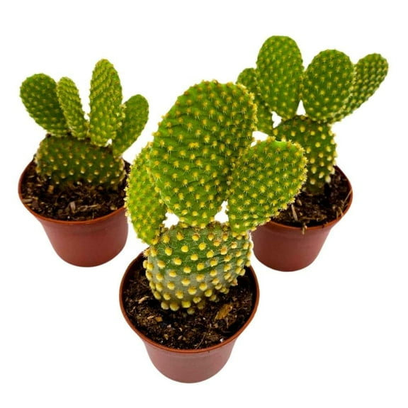 Yellow Bunny Ears Cactus, 2 inch Set of 3, Opuntia microdasys, Angel's Wings Tiny Mini Pixie Plants