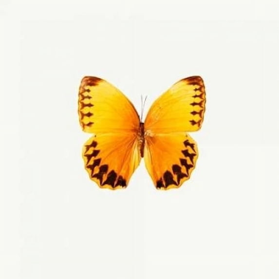 Yellow Butterfly Poster Print by PhotoINC Studio (12 x 12)